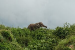 An elephant grazes along the banks of the Kazinga Channel in Uganda